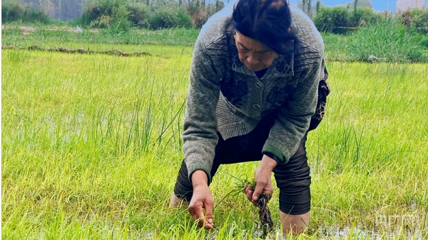 乡村振兴看新疆｜水稻进入返青期 稻农田间管护忙 - 农业农村动态 - 新疆维吾尔自治区农业农村厅